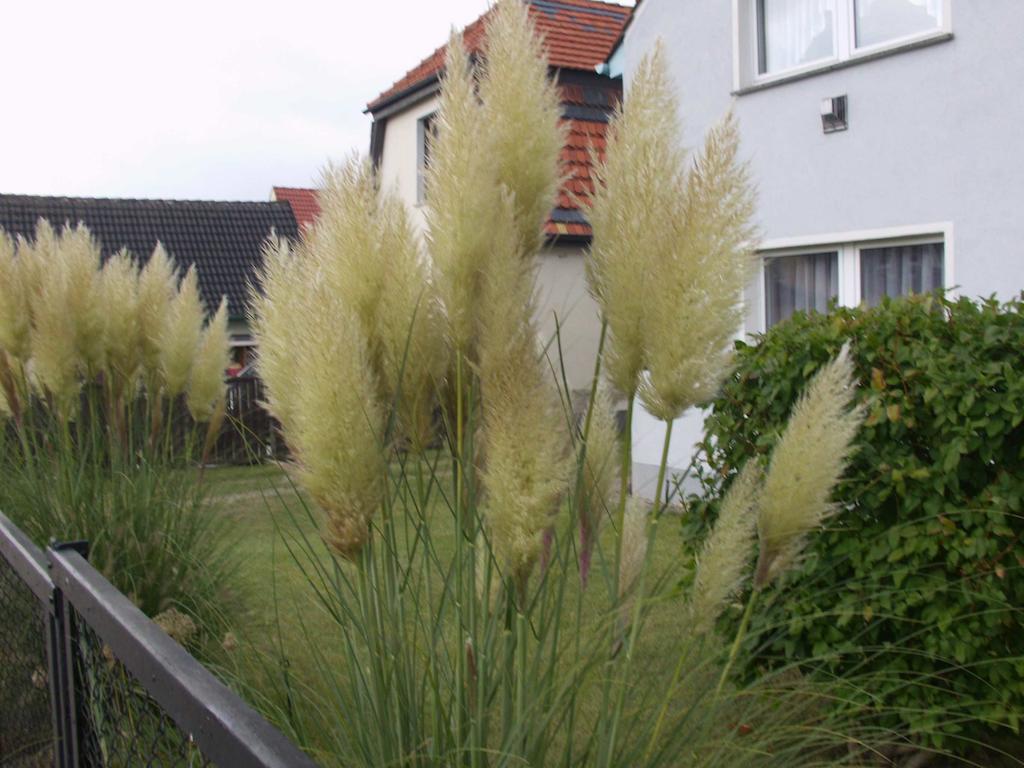 Villa Haus Frieda Koserow Habitación foto